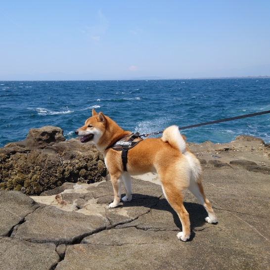 インタビュー風景